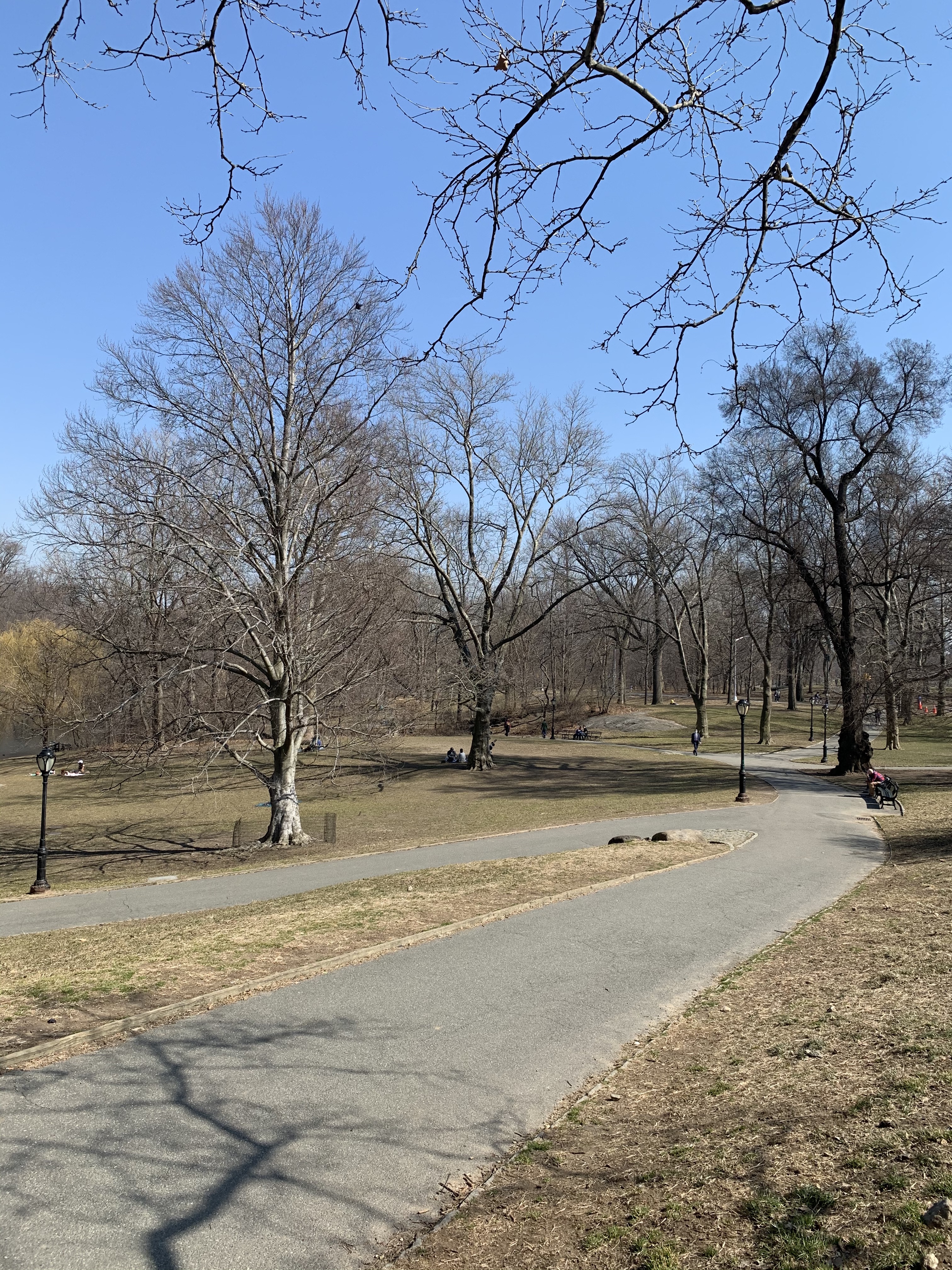 Central Park in NYC view, trees and walking path
