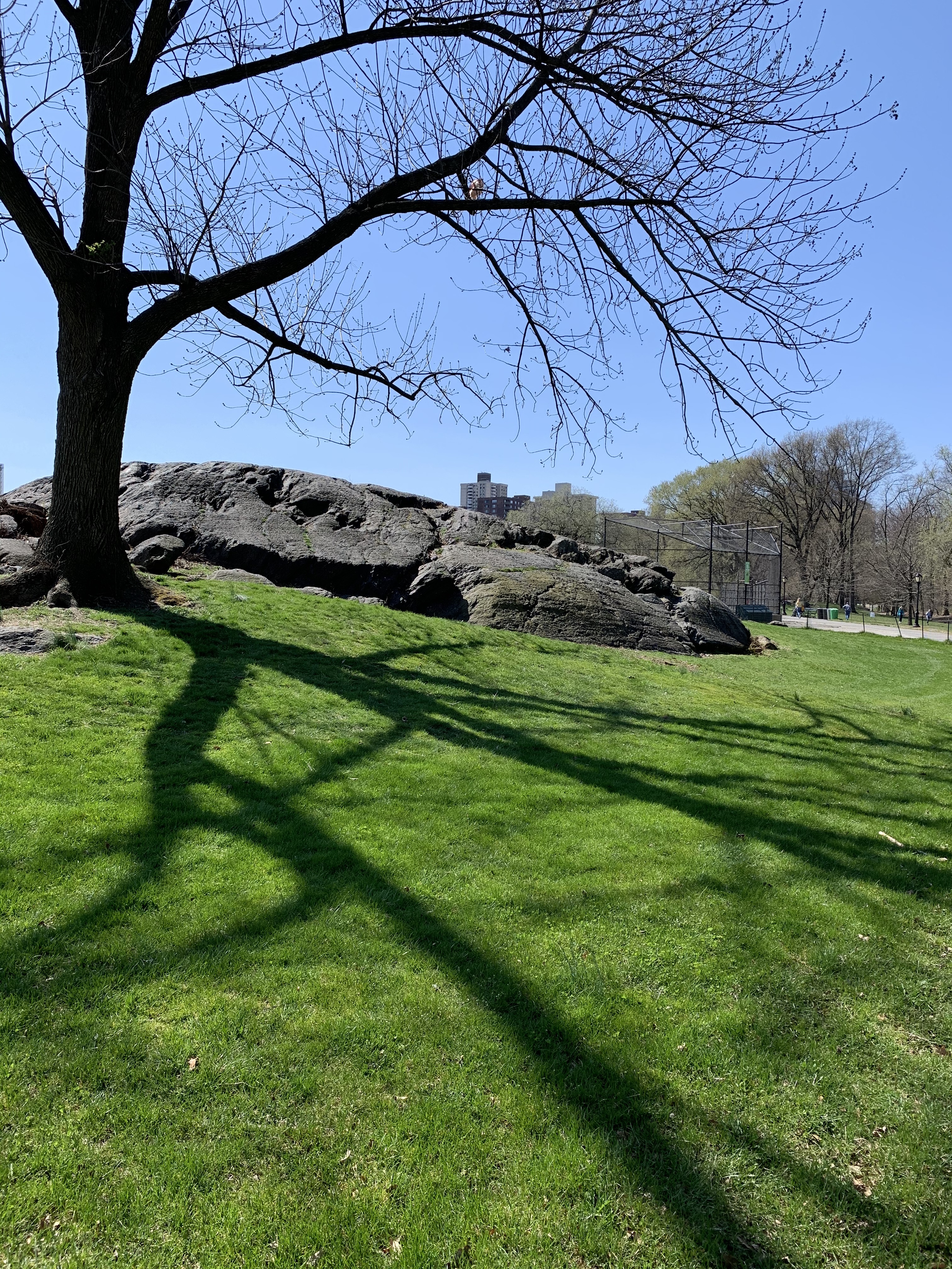 tree casting a shadow over green grass in Central Park, NYC