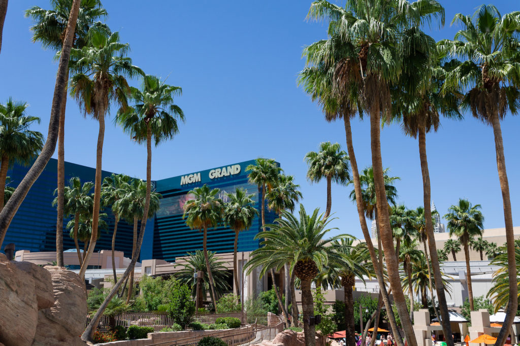 view of the MGM Grand Las Vegas from the pool deck, lots of palm trees surrounding the area